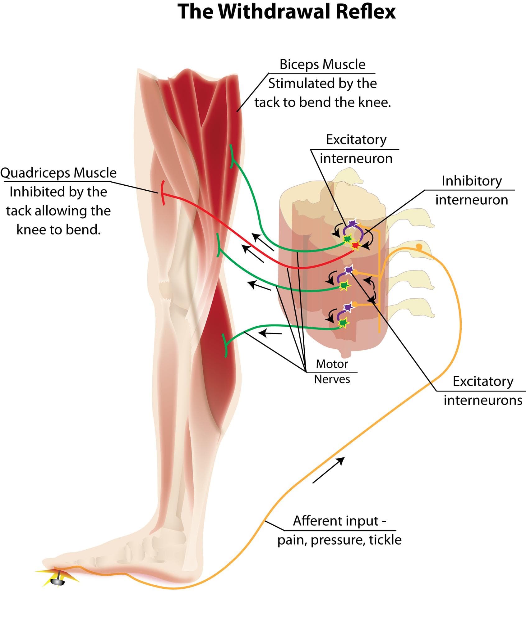 The Withdrawal Reflex