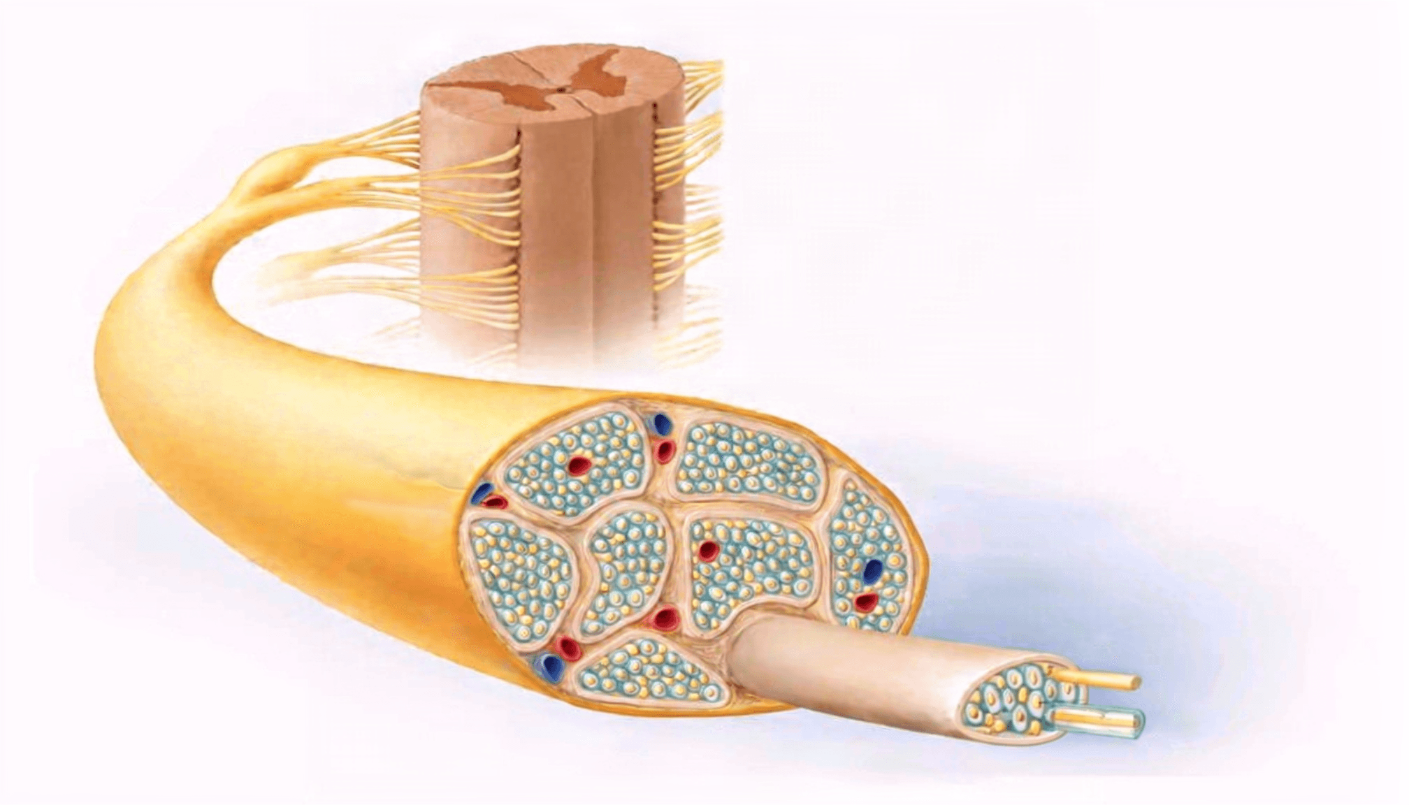 One Cable, Two Directions: How a Spinal Nerve Carries Messages In and Out Without Crossing Wires