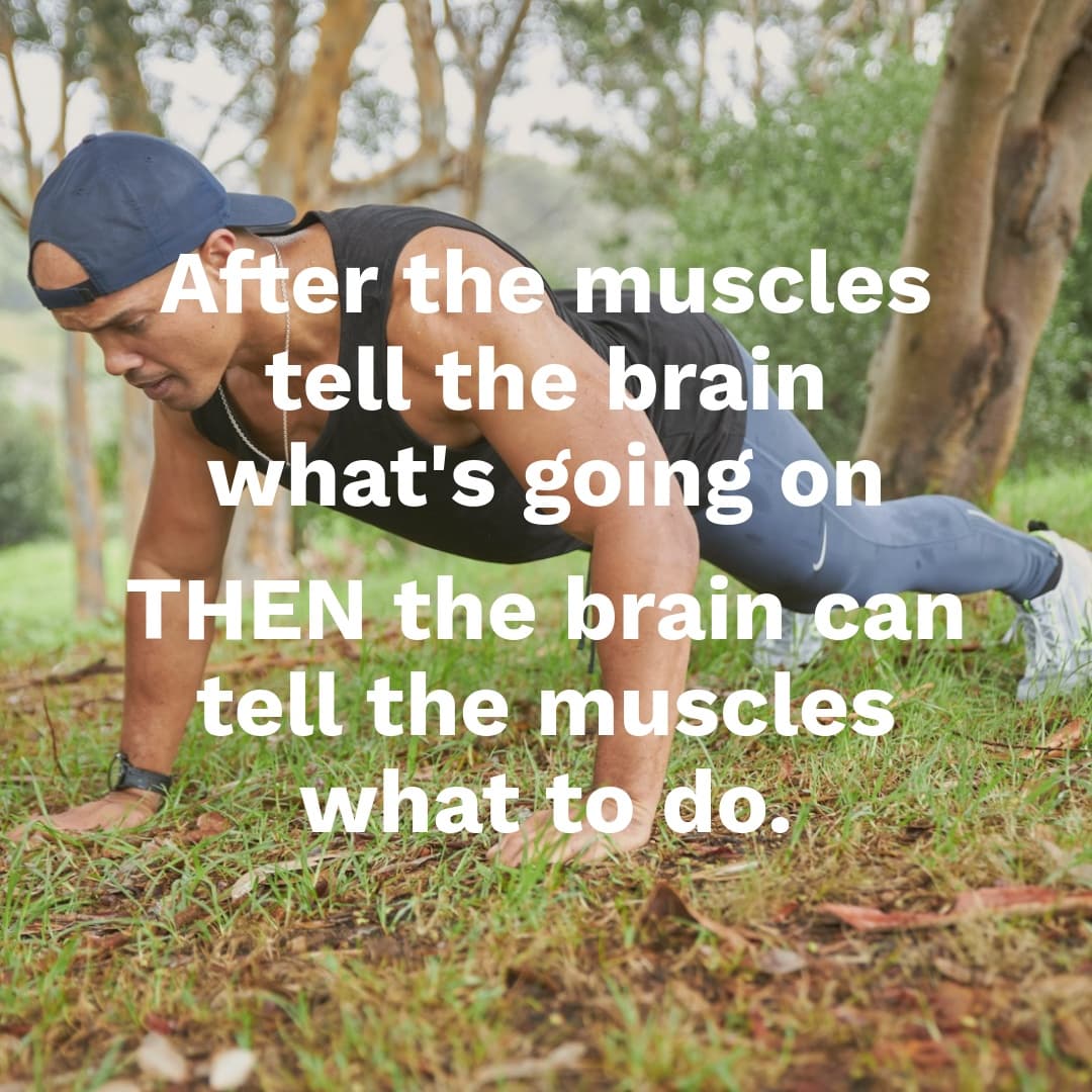 The Feedback Loop: Why Your Brain is Waiting on Your Muscles