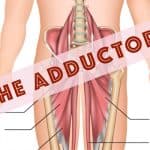 Testing the Adductors